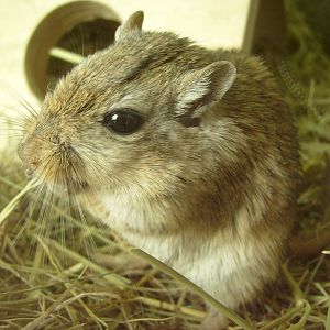 Mongolian gerbil/Meriones unguiculatus