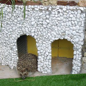 Northern white-breasted hedgehog/Erinaceus roumanicus