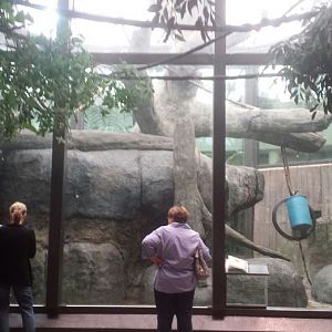 Oct. 2013 - The RainForest - Bornean Orangutan Exhibit