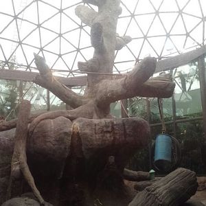 Oct. 2013 - The RainForest - Bornean Orangutan Exhibit