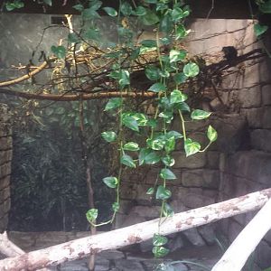 Oct. 2013 - The RainForest - Common Marmoset