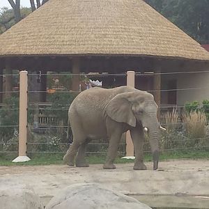 Oct. 2013 - African Elephant Crossing - Martika