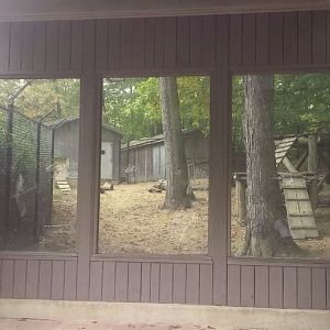 Oct. 2013 - Australian Adventure - Dingo Exhibit Viewing