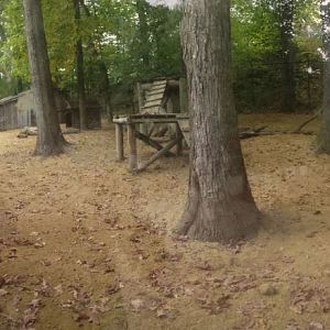 Oct. 2013 - Australian Adventure - Dingo Exhibit