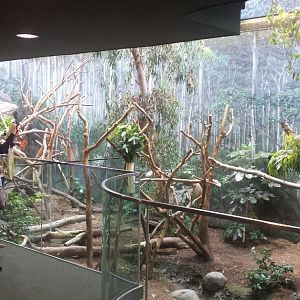 Oct. 2013 - Australian Adventure - Gum Leaf Hideout