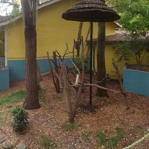 Oct. 2013 - Australian Adventure - Outdoor Koala Exhibit