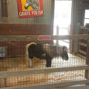 Oct. 2013 - Australian Adventure - Miniature Horse Indoor Pen