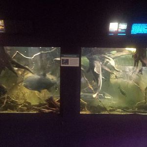 Oct. 2013 - Primate, Cat, + Aquatics - Amazon Tank