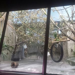 Oct. 2013 - Primate, Cat, + Aquatics - First Robust Black Spider Monkey Exh