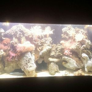 Oct. 2013 - Primate, Cat + Aquatics - Stonefish Exhibit