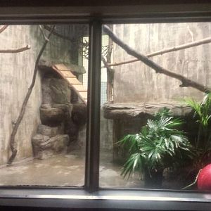 Oct. 2013 - Primate, Cat, + Aquatics - First Red Ruffed Lemur Exhibit