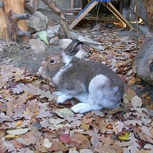 Mountain hare/Lepus timidus