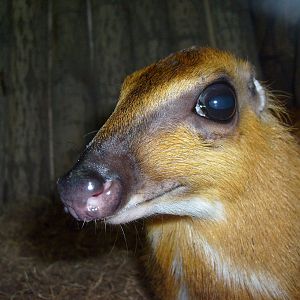 Greater malay chevrotain/Tragulus napu