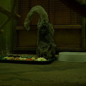 Brown greater galago/Otolemur crassicaudatus