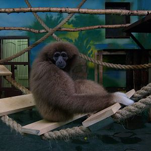 White-handed gibbon/Hylobates lar