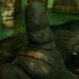 Chimpanzee/Pan troglodytes