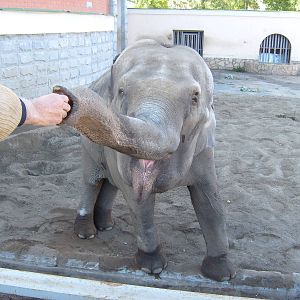 Asian elephant/Elephas maximus