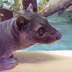 Fossa/Cryptoprocta ferox