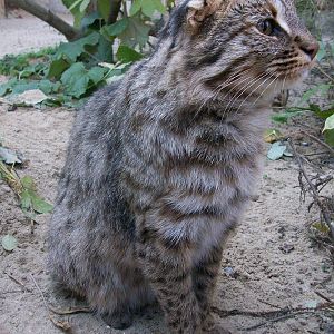 Amur leopard cat/Prionailurus bengalensis euptilura