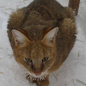Jungle cat/Felis chaus