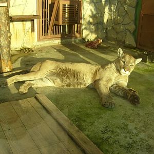 Cougar/Puma concolor