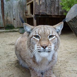 Eurasian lynx/Lynx lynx