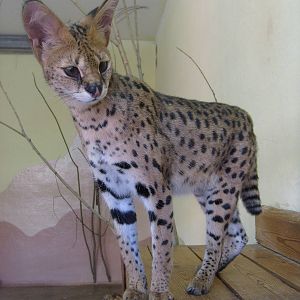 Serval/Leptailurus serval