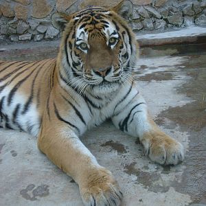 Siberian tiger/Panthera tigris altaica