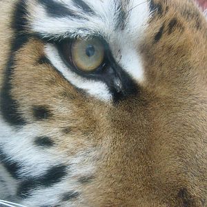 Siberian tiger closeup