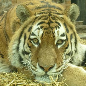 Siberian tiger/Panthera tigris altaica