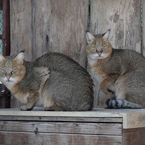 Jungle cats/Felis chaus