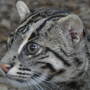 Fishing cat/Prionailurus viverrinus