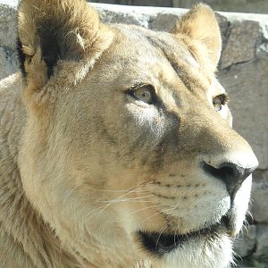 African lion/Panthera leo