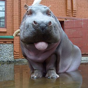 Hippo & Cattle egret