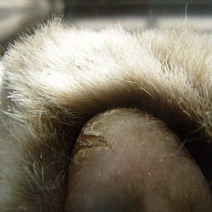 White tiger toe