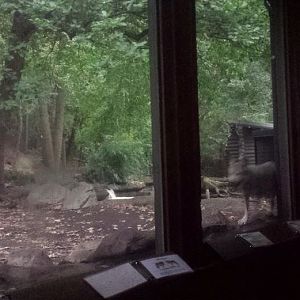 Oct. 2013 - Northern Trek - Mexican Wolf + American Beaver Exhibit Viewing