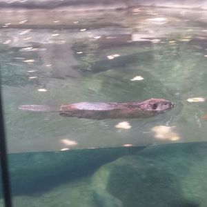 Oct. 2013 - Northern Trek - American Beaver