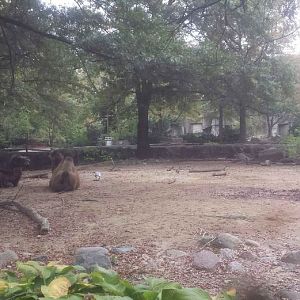 Oct. 2013 - Northern Trek - Bactrian Camel + Bar-headed Goose Exhibit