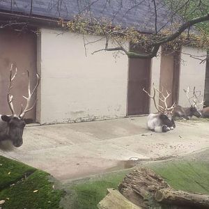 Oct. 2013 - Northern Trek - Reindeer