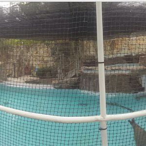 Oct. 2013 - Northern Trek - California Sea Lion + Harbor Seal Exhibit