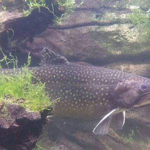 Oct. 2013 - Northern Trek - Brook Trout