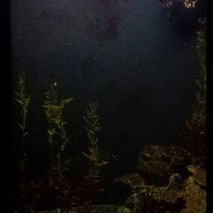 Oct. 2013 - Primate, Cat, + Aquatics - Potbelly Seahorse Exhibit