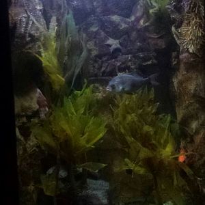 Oct. 2013 - Primate, Cat + Aquatics - Aquatic Exhibit