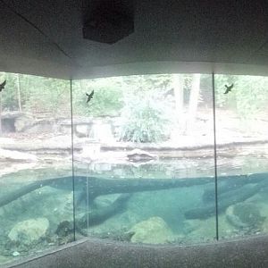 Oct. 2013 - Northern Trek - Mexican Wolf + American Beaver Exhibit - Under