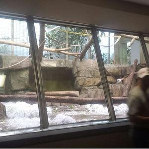 Oct. 2013 - Primate, Cat, + Aquatics - First Mandrill Exhibit