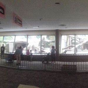 Oct. 2013 - Primate, Cat + Aquatics - Three Mandrill Exhibits