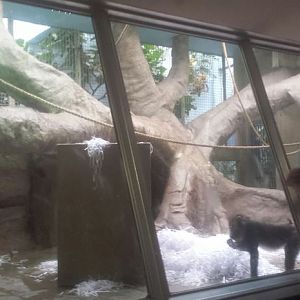 Oct. 2013 - Primate, Cat, + Aquatics - Third Mandrill Exhibit