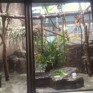 Oct. 2013 - Primate, Cat + Aquatics - Black Howler Monkey Exhibit