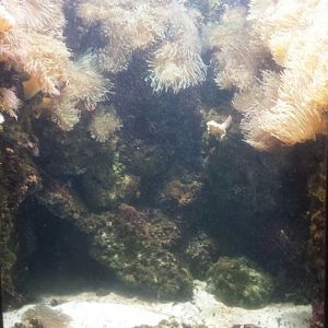 Oct. 2013 - Primate, Cat, + Aquatics - False Percula Clownfish + Bubble Tip