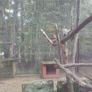 Oct. 2013 - Primate, Cat + Aquatics - Golden-bellied Mangabey Exhibit